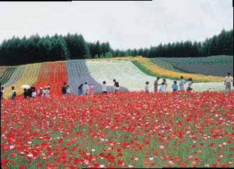 hokkaido furano